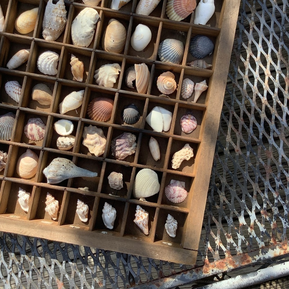 Vintage Antique Printers Tray Filled With Seashells 🐚 Wall Home Decor - Picture 4 of 6